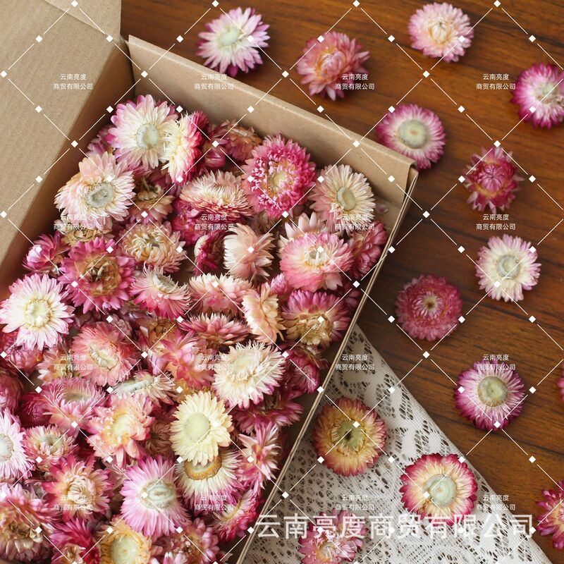 【小雏菊 麦秆菊】干花批发diy材料包真花花材手工拍照装饰七彩菊|undefined