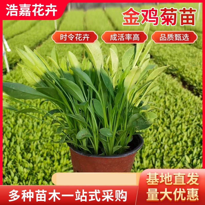 Основание для посадки миски для кормления Coreopsis, свежесрезанные цветы для просмотра в живописных местах, многолетние цветы, крупнокорочковые кореопсисы.