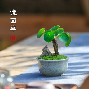 �R�������С���ԾW�t�Gֲ�҃��k��������ˮ��ֲ���Ϙ��ļ��辰