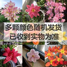 �ļ��_���L���m�N���ذ��[�m����ͥԺ���ܴ�ȫ�҃���Gֲ���Ժ��B