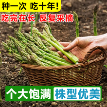 芦笋根苗树苗带土批发老根阳台盆栽庭院四季芦笋根苗芦笋种植种苗