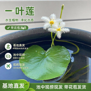 һ�~ɏ�o��ˮ��ˮ��ֲ��ˮ��ˮ�B�~�����ɏ����ɏ��ˮ�B����ˮ��