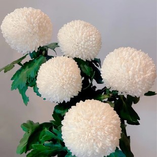 ƹ�Ҿ��r�����l�������ֱ�������c���ؔ[�ؔ������û��r�л�