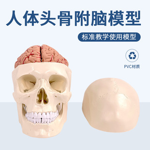 人体头骨模型 头骨附脑模型 头颅骨带大脑解剖模型颅脑结构模型-阿里巴巴