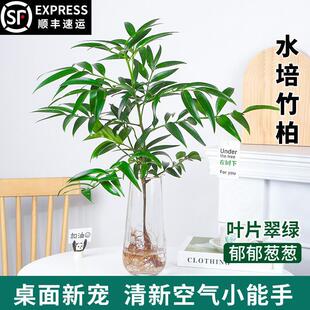 Hydroponic Bamboo and Cypress Mosquito-Repellent Bamboo Potted Plant, Fortune Bamboo Water-Cultured Desktop Green Plant, Indoor Living Room, Evergreen All Seasons