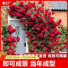 6大苗薔薇花苗藤本月季花爬藤植物四季開花卉盆栽玫瑰好養活陽台