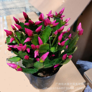 ��ָ�m�^��ֲ���^�����Ծ����k������������