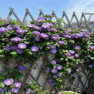Clematis Special Price Potted Seedlings Climbing Vine Plant Josephine Multi-Season Flowering Double Flower Plant Vine Outdoor