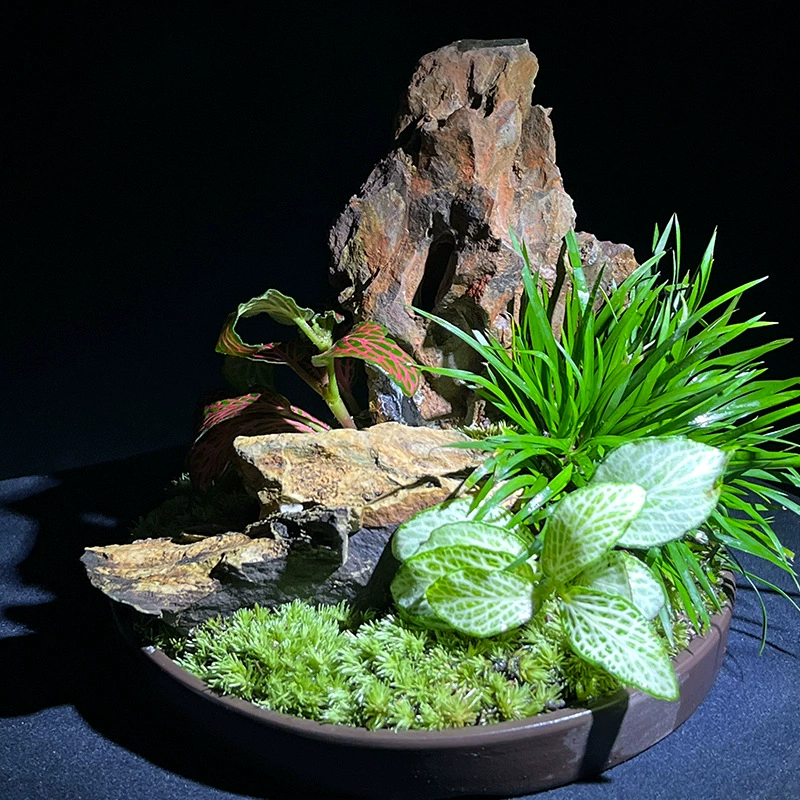 Деньги аигр бонсай Аид мох Тигровая борода фиолетовый песок цветочный горшок чайный столик офисный Рабочий стол маленький горшок зеленое растение цветок