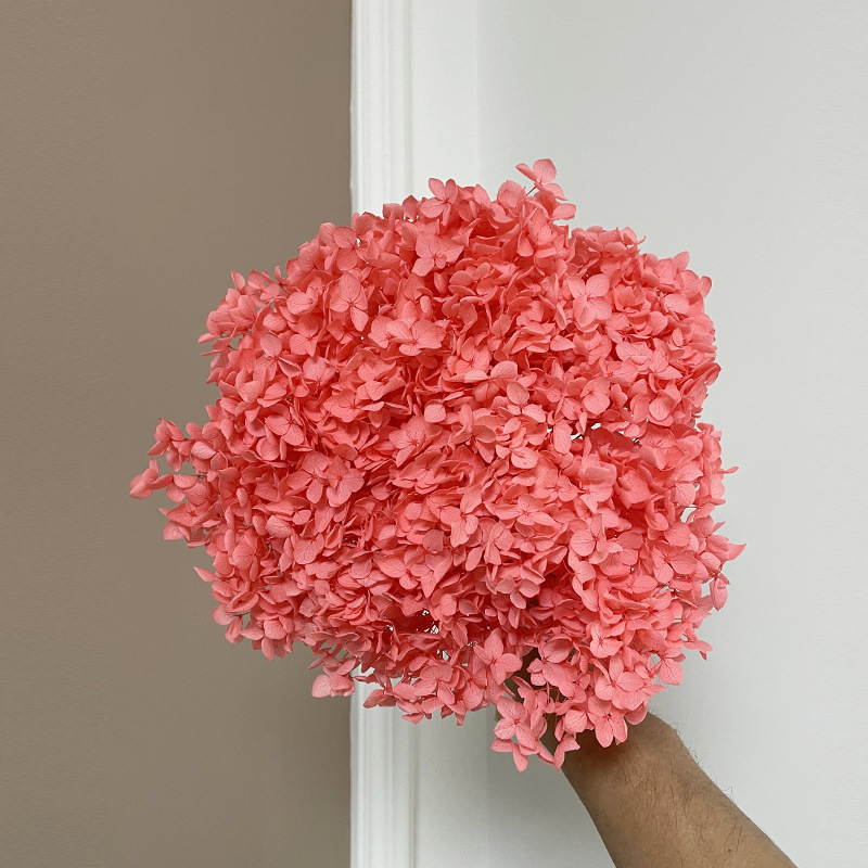 Yunnan Anna Hydrangea Flower Wholesale DIY Flower Preservation Flower Materiales de Regalo de Navidad