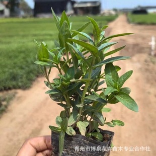 Large Wholesale of Watercress Cup Seedlings, Easy to Survive Aquatic Plants, Watercress Seedlings, Water Willow Ponds, Wetlands, River Plants