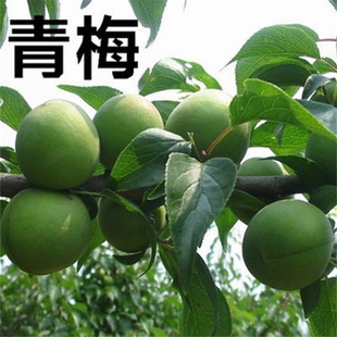 ��÷��÷��÷��÷�������Ե�����÷���ϱ���ͥԺ���Ӻڲ��ֹ�����