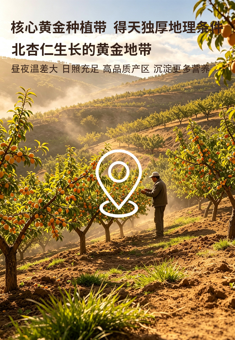Bitter Apricot Kernel Powder Ku Xing Ren 低温烘焙脱苦熟粉 Food Processing Ingredient Bulk 25kg Bag preparation