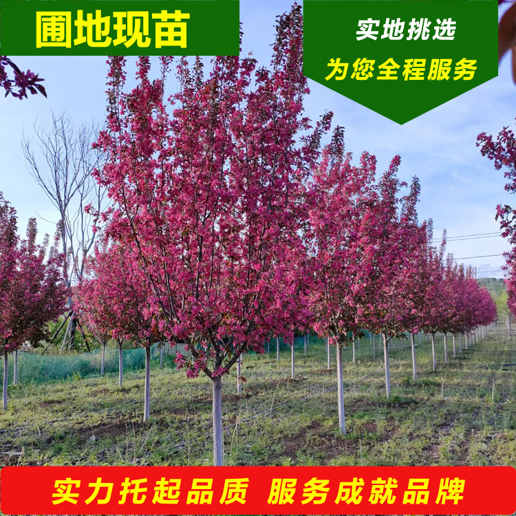 光辉海棠2025年供应王族海棠花绚丽海棠树苗品种规格齐全量大从优