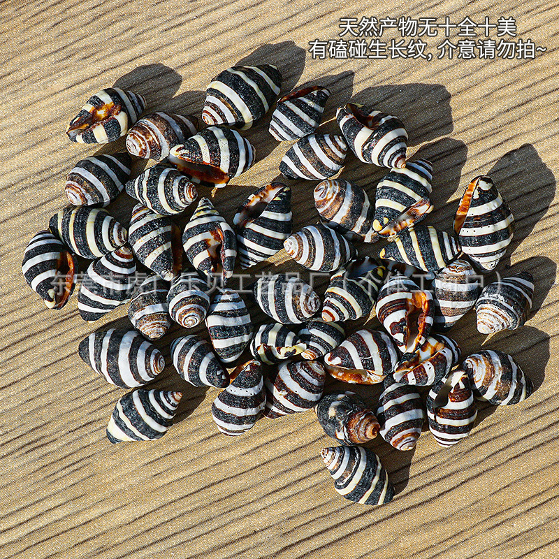 Concha Daquan natural con cera de pescado, materiales decorativos mediterráneos DIY al por mayor