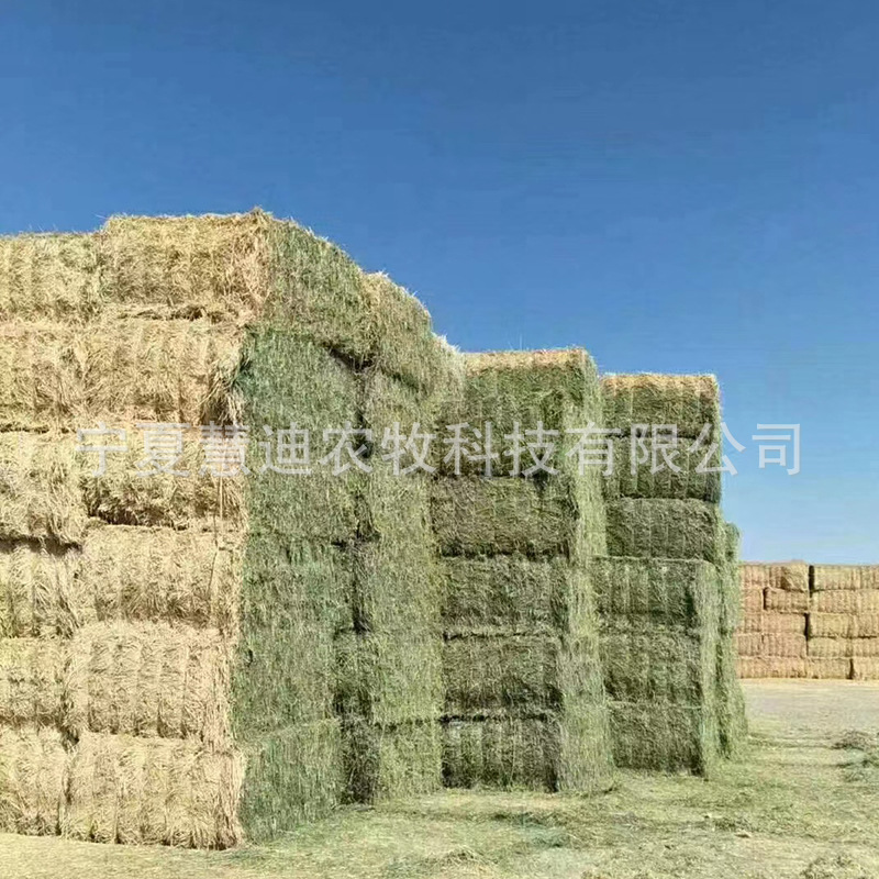 苜蓿干草草捆牛马奶山羊兔羊驼等动物饲草料饲料牧区专供政府采购