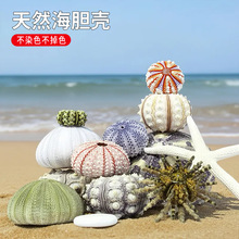 海胆壳标本贝壳海螺现货批发空气凤梨盆景造景diy家居装饰贝壳