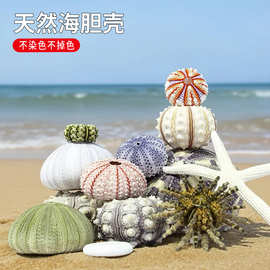 海胆壳标本贝壳海螺现货批发空气凤梨盆景造景diy家居装饰贝壳