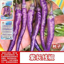 紫长线椒种子紫皮细长皮薄香辣富含花青素春秋庭院盆栽特色线椒种