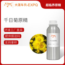 ǧ�վ�ԭ��Gomphrena globosa����ֱ�ɾ���ԭ�����l����܇����