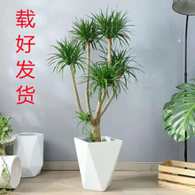 ���;Gֲ��횘���^��Ѫ�����F���҃ȿ͏d���Ի���ֲ���k�����辰
