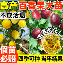 百香果树苗 黄金百香果苗四季结果钦蜜9号嫁接树苗南方种植盆栽苗