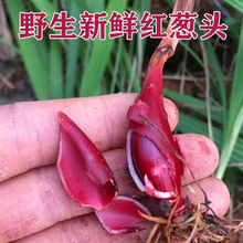 食补小红蒜根材滋补红葱通鼻小红蒜红葱头百步还阳血葱紫百合