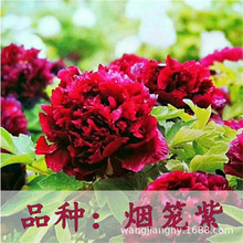 ��Ʒ����^�pĵ���ذ���Ӵ󻨰�ĵ�������ļ��҃������̨�ͺ�