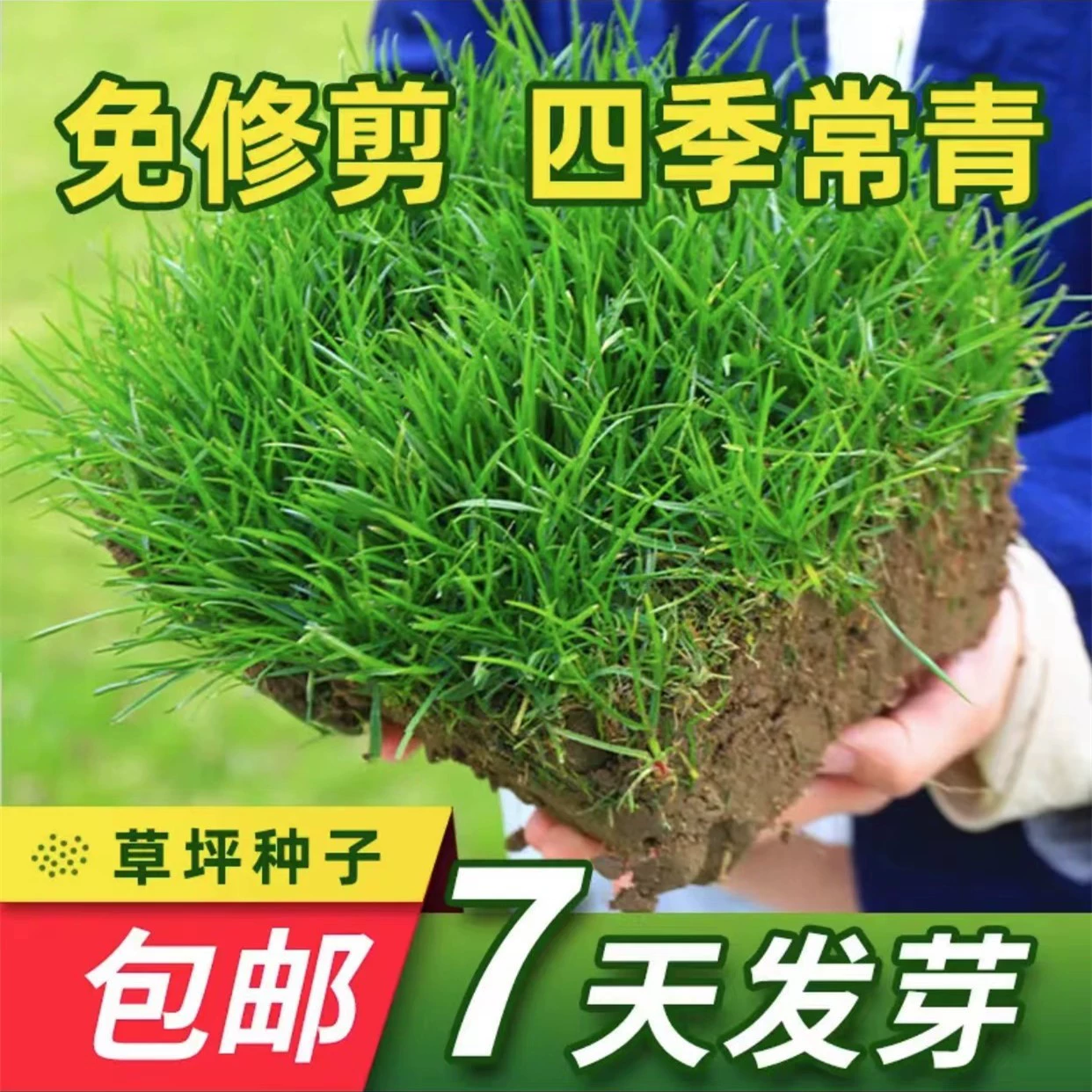 Семена газонов, семена травы, без обрезки, корни собачьего зуба, ползучая газонная трава, ковровая трава, фестиваль, вилла во дворе, защита склонов и стабилизация почвы.