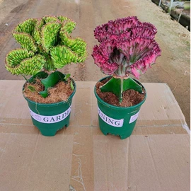 盆栽;其他园林植物;干花