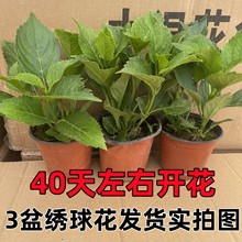 ������ֲ��o�M���_�����B�Ļ��ļ��������Ի���ֲ���҃����B��
