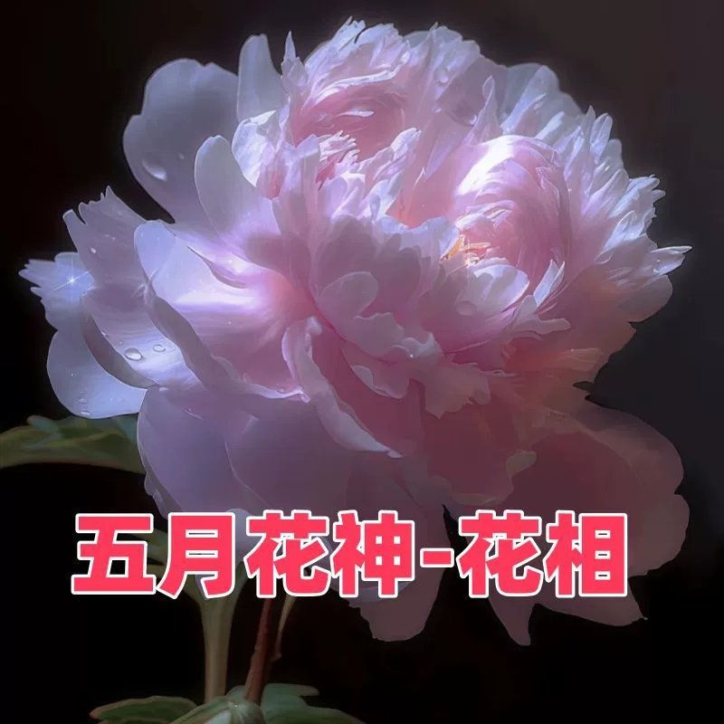 Корневой блок пиона в горшке, зеленое растение, цветы, морозостойкий двулепестковый пион, дворовое земляное посадка, гостиная, комнатное растение в горшке