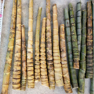 �_�h������������������������������������ְѼ�������