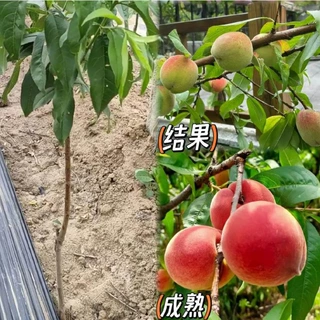 果树苗子盆栽果树山楂樱桃柿子板栗核桃无花果枇杷猕猴桃苹果苗