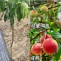 盆栽无花果山楂苹果苗