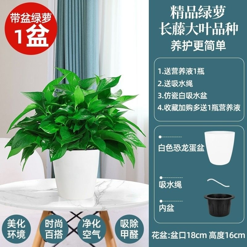 자가흡수 모조백자 60식물 화분 1개 + 액체 1개