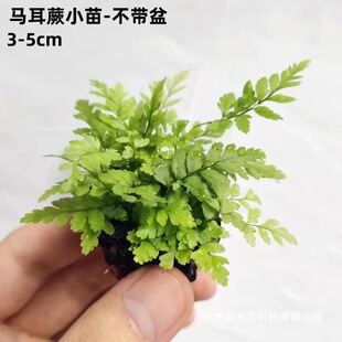 ��βާ�����¿�Gֲ����ȩ�����՚��҃ȿ͏d����ֲ����ꎺ�