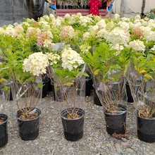 基地批发圆锥木绣球 时令花卉 地被草花工程苗木批发 苗圃基地直