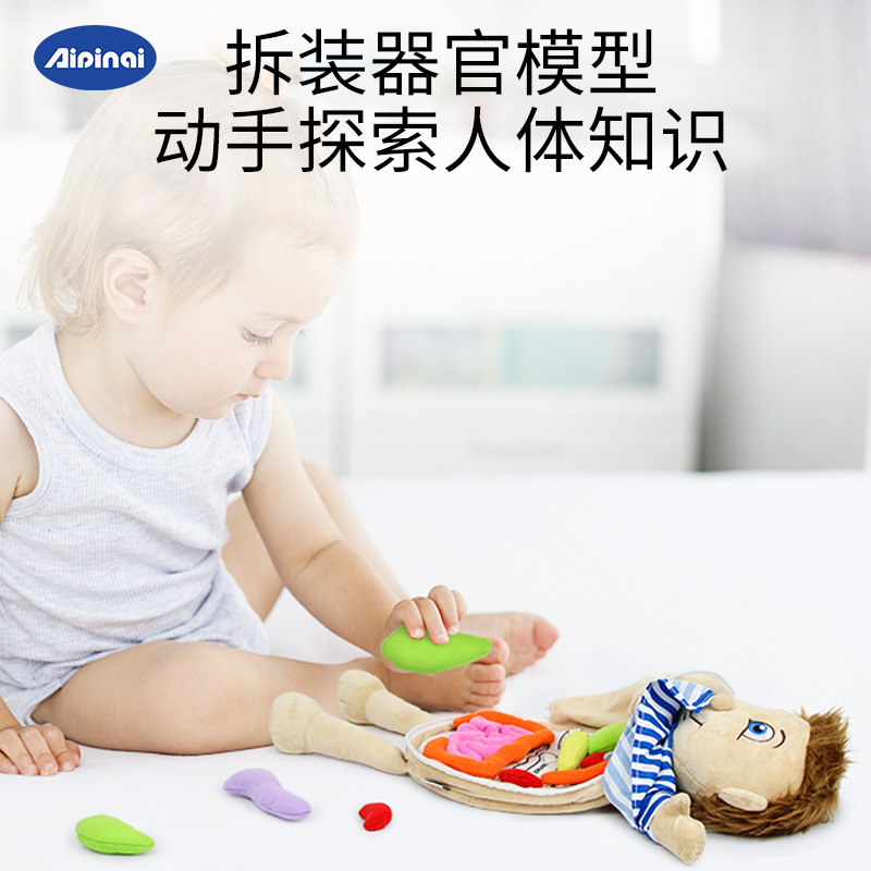 Cuerpo cognitivo de los niños órgano estructura corporal rompecabezas juguetes de educación temprana material didáctico para niños sosteniendo la muñeca órgano cognitivo