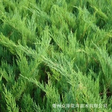 沙地柏叉子圆柏匍匐灌木枝杈斜向伸展耐旱性强耐寒耐贫瘠常绿柏苗