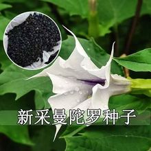 С���������_���N���ļ��ˈ@�̨ͥԺ���ԲķN�ӿ���șֲ��