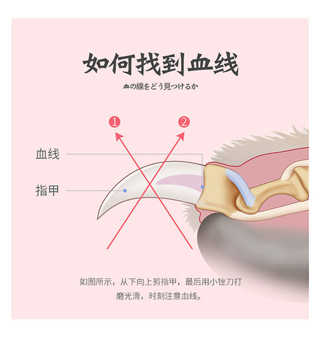 Pet Nail Clippers Set Pet Clippers Cat Nail Clipper Pet Dog and Cat Supplies Pet Nail Scissors Wholesale