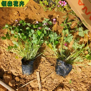绿叶红花醡浆草 紫叶醡浆草多年生地被植物宿根花卉红花醡浆草