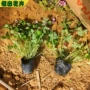 多年生红花宿根地被植物
