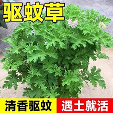 ��ò�����ֲ���҃ȾGֲ�����x���B����ͥԺ���~���ÿ��_�������x