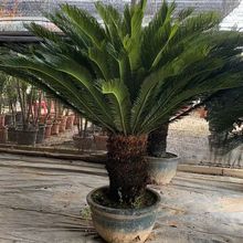 �����F������ī�����F���ֲ��ͥԺ�K�F��������l�ͺ�����Gֲ