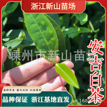 安吉白茶苗 浙江安吉白茶树白叶1号乌牛早白茶叶苗