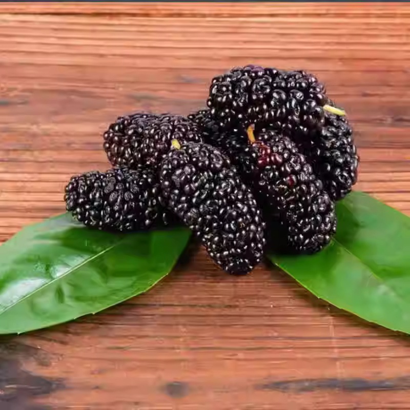 Dried Mulberry Fruit Sang Shen Zi 1000g Whole Berries Traditional Chinese Herb for Tea and Culinary Use specifications