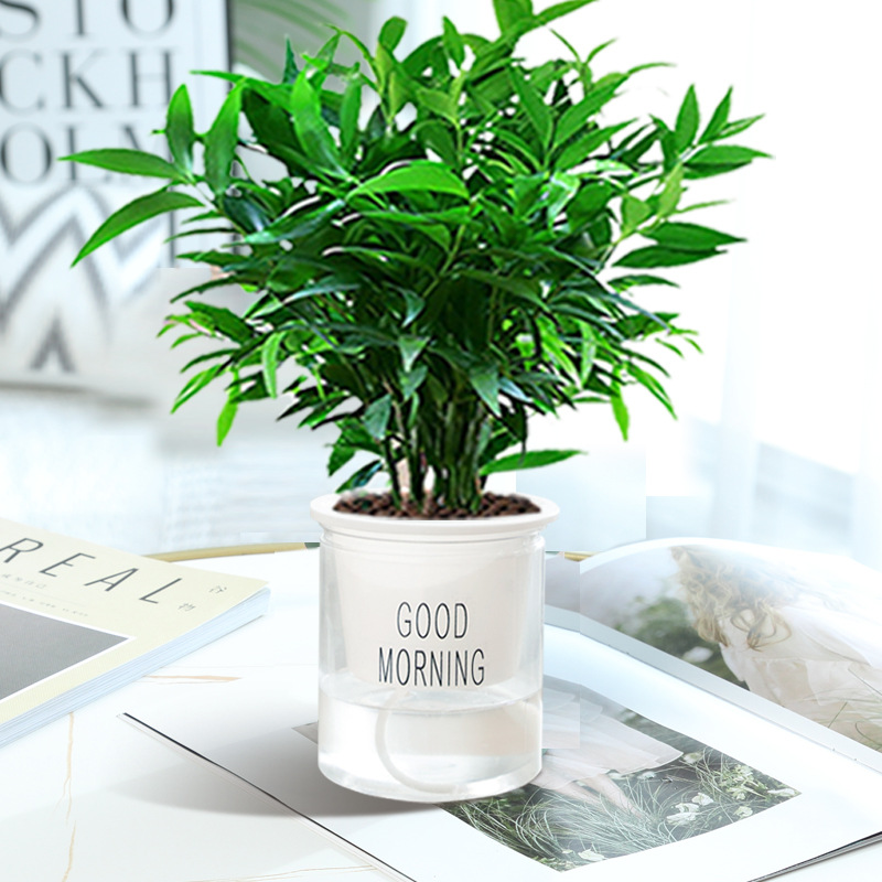 모기퇴치대나무와 편백나무 [굿모닝분지] + 영양액