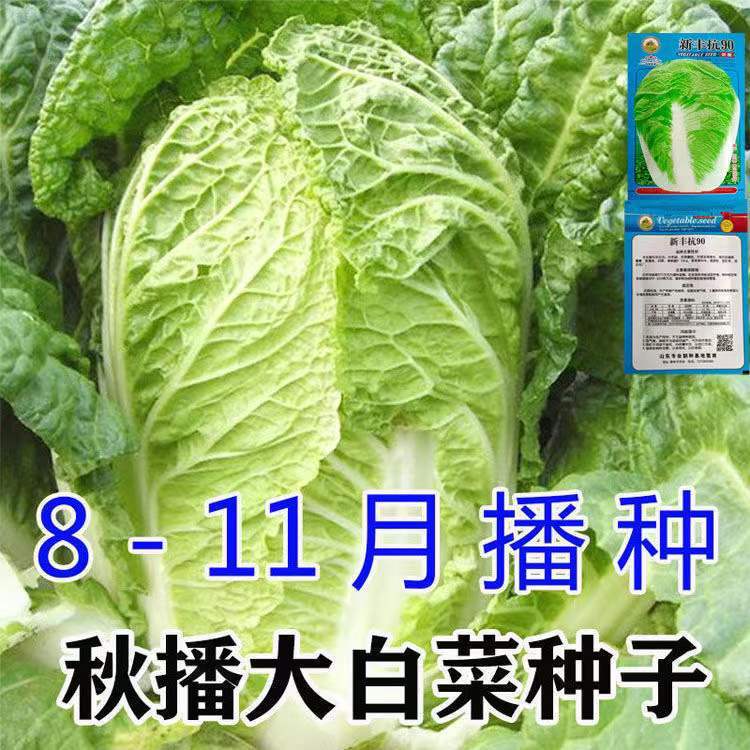 春播大白菜种子强春反季节接球白菜种籽耐热耐抽苔农家四季蔬菜种